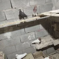 کبوتر