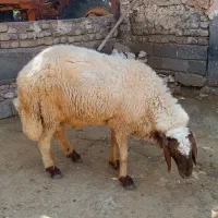 گوسفند سنجابی