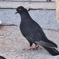 سه عدد کله سیا نر