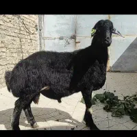 بره قوچ سیاه همو