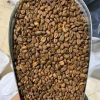 فروش عمده دان قهوه عربیکا و روبوستا