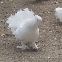 کبوتر دم چتری انگلیسی