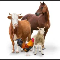 دو هکتار‌زمین برای مرغداری و دیگر دامداری ها