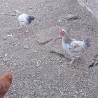 خروس محلی