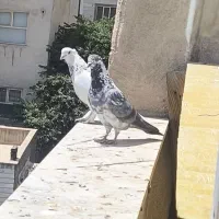 کبوتر پرشی