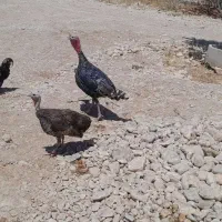 بوقلمون