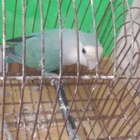کوتوله برزیلی .قناری