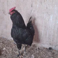 خروس گلین