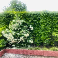 زمین ۲۰۰ متری لله کا ، معاوضه