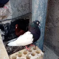 کفتر، کبوتر