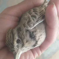 معامله با جوجه پرون