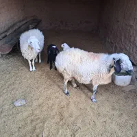 فروش میش