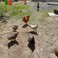 ۲۶ عددمرغ و خروس محلی وگلین و۳جوجه