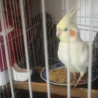 یک جفت عروس هلندی نر و ماده همراه تخم