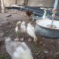 جوجه بط|حیوانات مزرعه|زهک, |دیوار