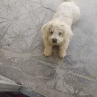 فروش فوری سگ شناسنامه دار