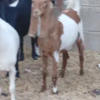 کولار بزغاله پاکستانی