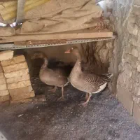 فروش دوعددغازجوان