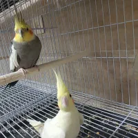 عروس هلندی