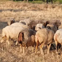 20 راس میش ترکی بختیاری آبستن