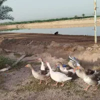 سلام ۱۰عدد قاز نر