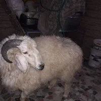 دام و ذبح دام