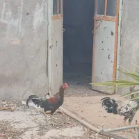 خروس لاری