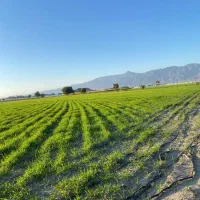 سه-دهنه-گلخانه-کوتک-پایین