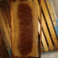 پوکه و طبق زنبور عسل
