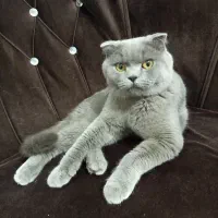گربه نر اسکاتیش جهت جفت گیری