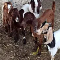 5 راس کهره دورگ