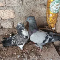 کبوترگرفتنی