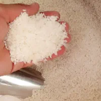 برنج.چمپا دشمن زیاری