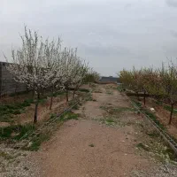 زمین دور دیوار در فرخد(قمصر خراسان)