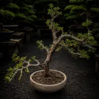 بونسای حرفه ای
