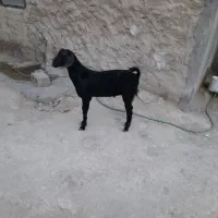 نری‌فروشی