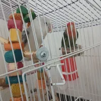 طوطی برزیلی