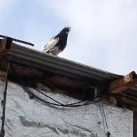 کبوتر|پرنده|سرپل ذهاب, |دیوار