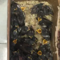 جوجه مینا