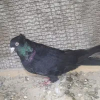 کبوتر ذاغ چشم نک سفید