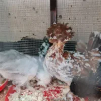 ۵ عدد جوجه کاکلی پاپر لهستانی و سلطان ۳ ماهه