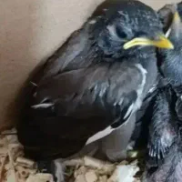 جوجه مینا افغان آماده دستی شدن