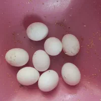 تخم نطفه دار کوشین