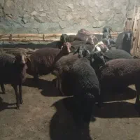 فروش بره