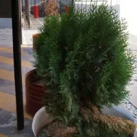 استخدام کافه رستوران
