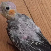 جوجه عروس هلندی گمشده