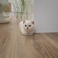 واگذاری بچه  گربه 3 ماهه اسکاتیش