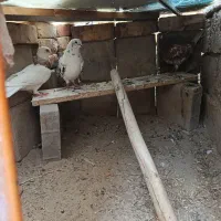 کفتر طوقی نر سرخ نر صوصکی ماده