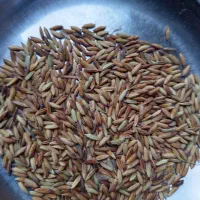 شوشتر شهرک اندیشه