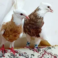۸جفت طوق هفترنگ آجری